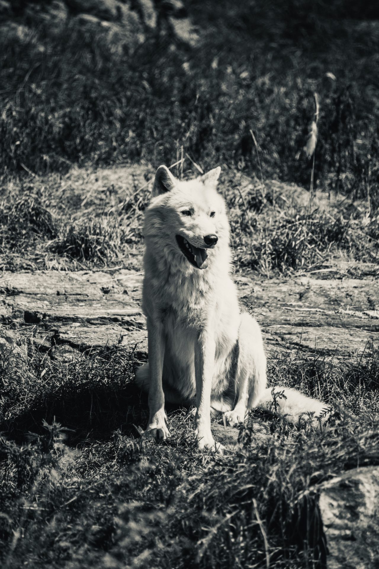 https://educfrance.org/wp-content/uploads/2020/05/white-wolf-in-the-wild-1-1280x1920.jpg