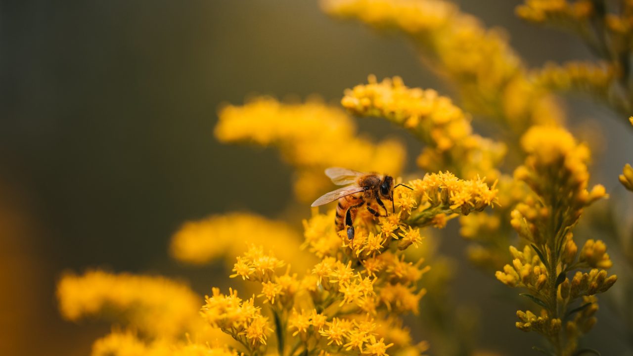 https://educfrance.org/wp-content/uploads/2020/05/yellow-bee-on-yellow-flower-1280x720.jpg